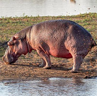 Vì sao phân hà mã lại khiến cho hàng nghìn con cá chết ngạt mỗi năm?