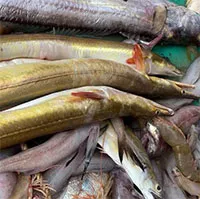 Loài cá chứa "báu vật" ở bụng, giá đến 9 triệu đồng/kg