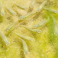 Loài cá nhỏ bé nhưng có bản năng săn mồi tàn bạo, gây mất cân bằng sinh thái