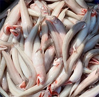 Formaldehyde là gì? Chất này ảnh hưởng tới sức khoẻ như thế nào?