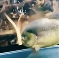 Kinh ngạc cảnh loài cá có lực cắn mạnh gấp 3 lần cá sấu săn mồi