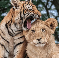 Tại sao hổ không chết đói khi về già nhưng sư tử thì có?