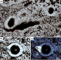 Phát hiện hóa thạch gây sốc của sinh vật 2,4 tỉ năm tuổi