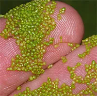 Những loài thực vật nhanh nhất thế giới