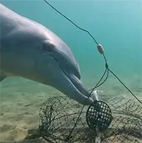 Cá heo trộm mồi bắt cua của ngư dân