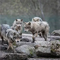 Kế hoạch thả chó sói vào tự nhiên gây tranh cãi ở Mỹ