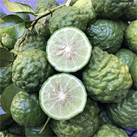 Trái chúc và những công dụng tuyệt vời đối với sức khỏe