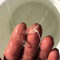 Việt Nam có thể sản xuất con giống tôm hùm bông