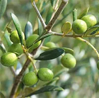 Một loại quả thơm béo, bổ dưỡng bậc nhất thế giới: Là “thuốc quý”, giúp ngăn ngừa ung thư cực hiệu quả
