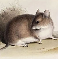 Phát hiện loài chuột duy nhất sống ở độ cao 6.700m: Nơi không có thực vật nào có thể tồn tại vì khắc nghiệt