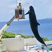 Vì sao cá ông chuông được gọi là cá voi sát thủ giả?