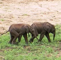 Voi sinh đôi hiếm gặp ở Kenya