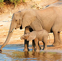 Nghiên cứu mới cho hay: Voi cũng biết gọi tên nhau như người