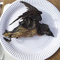 Đằng sau tiếng xấu của Kiviaq - "món ăn địa ngục"