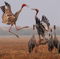 Vì sao bảo tồn sếu đầu đỏ mất nhiều chi phí?