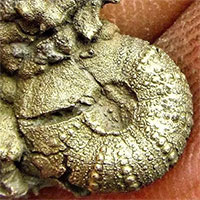 Tại sao hóa thạch lại có nhiều màu sắc khác nhau?