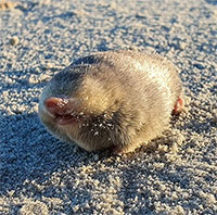 Sau 87 năm, loài chuột chũi vàng De Winton tưởng chừng đã tuyệt chủng xuất hiện trở lại ở Nam Phi