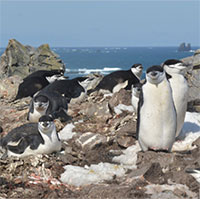 Loài chim cánh cụt ngủ 10.000 giấc mỗi ngày