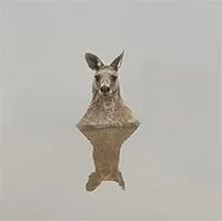 Khoa học giải thích "mối thù" giữa kangaroo và chó