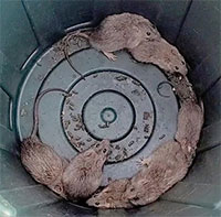 Hàng nghìn con chuột lông dài xâm chiếm thị trấn ven biển Australia