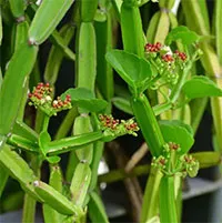 Thực hư về loại cây leo được ví như "xương sống của quỷ" giúp chữa bệnh xương khớp