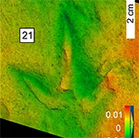 Dấu chân chim bí ẩn thách thức hiểu biết của khoa học