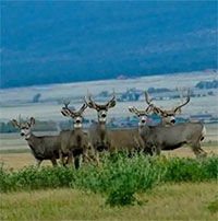 Kế hoạch bắn 2.000 hươu để cứu hòn đảo Mỹ