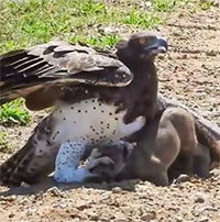 Đại bàng táo tợn bắt lợn rừng con ngay giữa đường