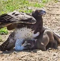 Đại bàng táo tợn bắt lợn rừng con ngay giữa đường
