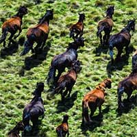 Australia bắt đầu tiêu diệt 14.000 con ngựa hoang