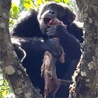 Tinh tinh đầu đàn bất ngờ lao tới trộm mồi của đại bàng