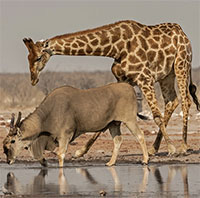 Bí mật về linh dương Eland - loài linh dương to lớn nhất còn tồn tại trên thế giới