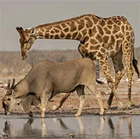 Bí mật về linh dương Eland - loài linh dương to lớn nhất còn tồn tại trên thế giới