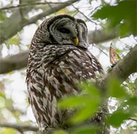 Chính phủ Mỹ kêu gọi thợ săn tiêu diệt 500.000 con cú