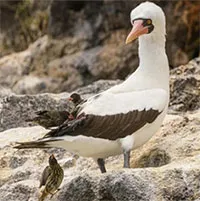 Chim sẻ "ma cà rồng" chuyên uống máu chim điên