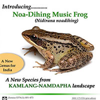 Phát hiện loài ếch mới có tiếng kêu quạc quạc như vịt