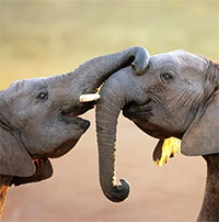 Vì sao voi lại có chiếc vòi to khỏe, khéo léo như ngày nay?