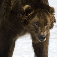 Vì sao gấu không thể ngủ đông, lang thang khắp Siberia ?