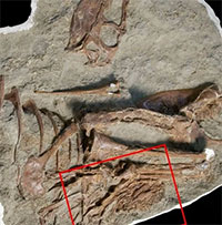 Phát hiện bất ngờ trong bụng khủng long bạo chúa