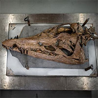 Phát hiện hóa thạch hộp sọ khổng lồ của loài quái vật biển hung dữ nhất kỷ Jura