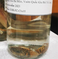 Phát hiện loài cua nước ngọt mới tại Quảng Ninh