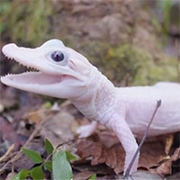 Cá sấu trắng siêu hiếm chào đời ở Mỹ