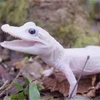 Cá sấu trắng siêu hiếm chào đời ở Mỹ