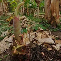 Vì sao cây chuối lại bị chặt bỏ ngay sau khi thu hoạch quả?
