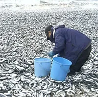 Hàng nghìn tấn cá chết dạt vào bờ biển Nhật Bản