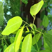 Độc lạ loài cây của Việt Nam: Cứ nghe nhạc là "nhảy múa", nhiều người chưa từng gặp