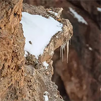 Báo tuyết: Bậc thầy ngụy trang, có thể tàng hình trước ống kính máy ảnh và đôi mắt của con người