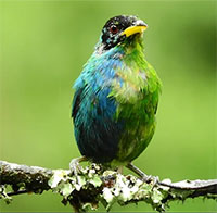 Cá thể chim quý hiếm sở hữu 2 màu lông đối nghịch