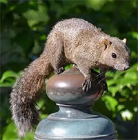 Động vật ngoại lai đe dọa tới đa dạng sinh học bản địa tại Nhật Bản