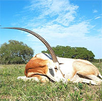 Linh dương sừng kiếm hồi sinh sau khi được tuyên bố là tuyệt chủng